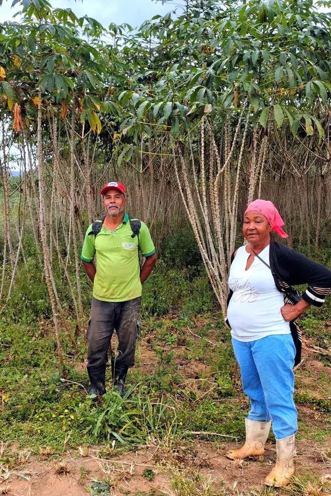 Cooperados em área de produção de mandioca em assentamento