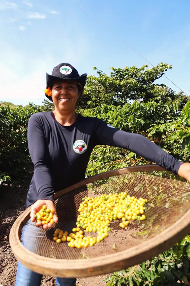Cooperada peneirando café recém-colhido