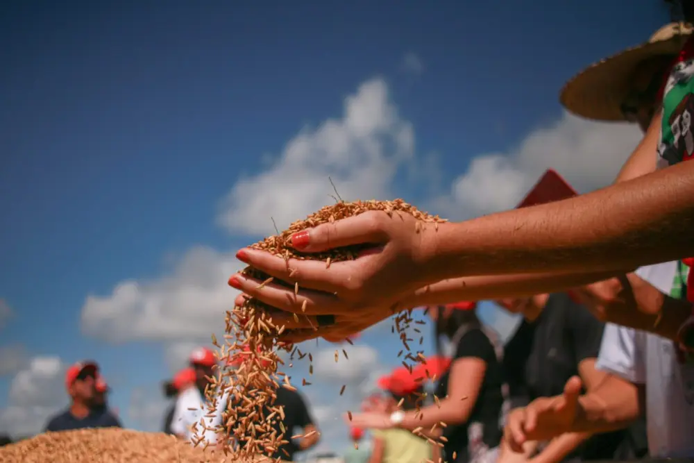 Colheita de grãos em assentamento da Reforma Agrária